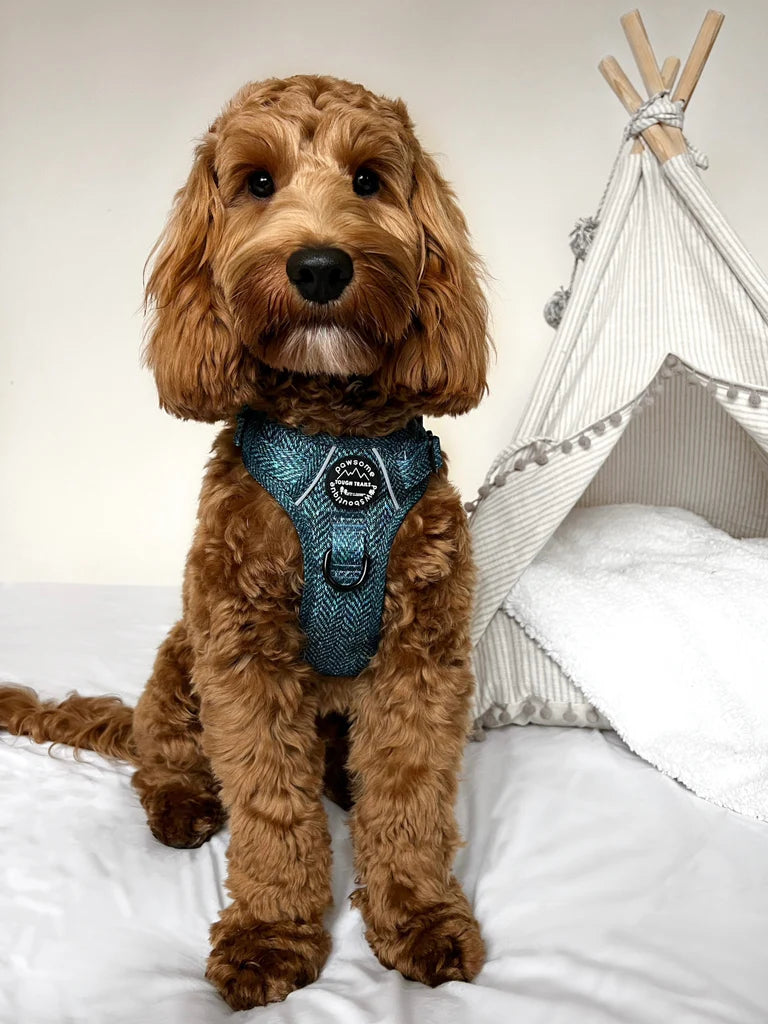 Pawsome Harnesses